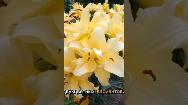 изящество лилий #цветы #лилейники #шортс смотреть онлайн