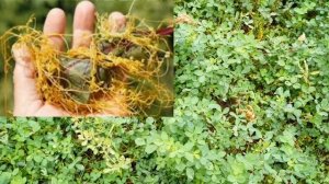 Злостный ядовитый сорняк - паразит!!!