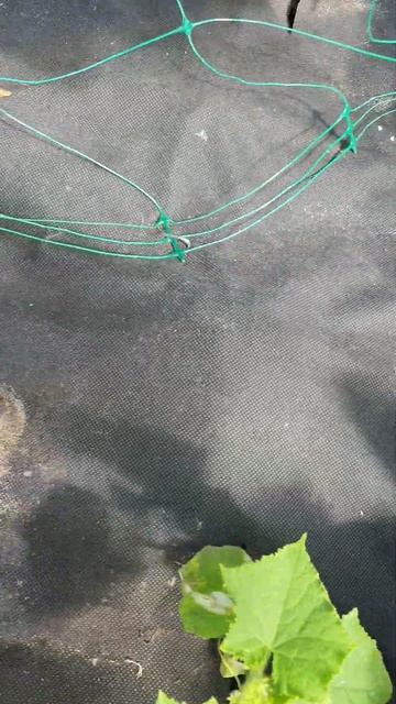 Огурчики в теплице/3 июня 2024 г.