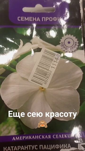 🌱Посеяла Катарантус Пацифика вайт смотреть онлайн