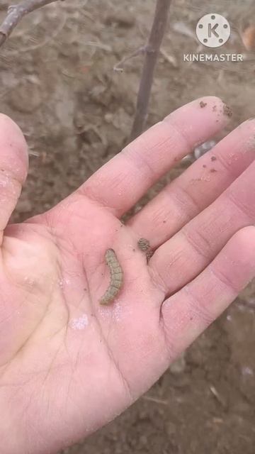 Как сажать дерево смотреть онлайн