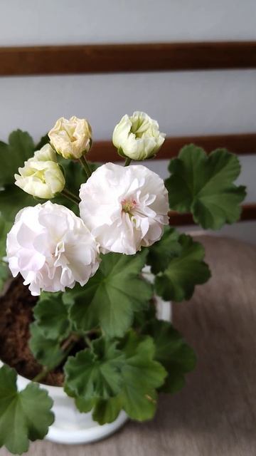 Пеларгония ТА-Марципан#flowers #pelargonium #plants #герань #pelargonium смотреть онлайн