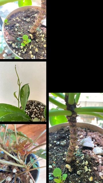 Сколько малышни повылуплялось #plants #комнатныерастени? смотреть онлайн