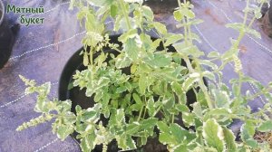 Ананасная мята