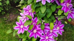 Как ухаживать за клематисами второй группы обрезки?