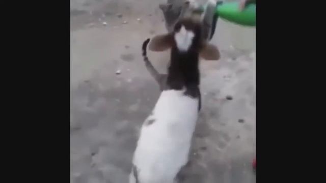 Классные приколы про животных Смешная подборка с котами и кошками Самые смешные видео смотреть онлайн