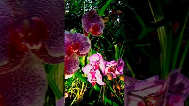 Санкт-Петербург Ботанический сад Петра Великого🌟Чуд смотреть онлайн