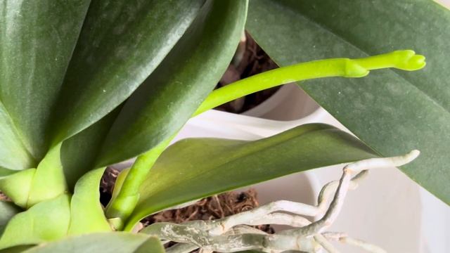 С ЭТИХ ПОР орхидеи ОПРЫСКИВАЮ ЭТИМ! бутоны РАСКРОЮТСЯ! смотреть онлайн