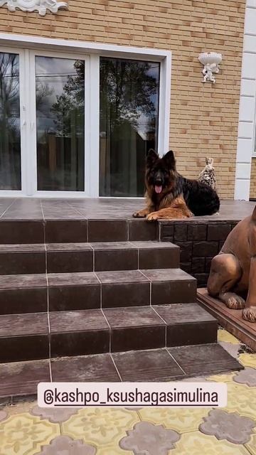 кашпо тюльпан #мойсад #петуния #дача #кашподляцветов смотреть онлайн