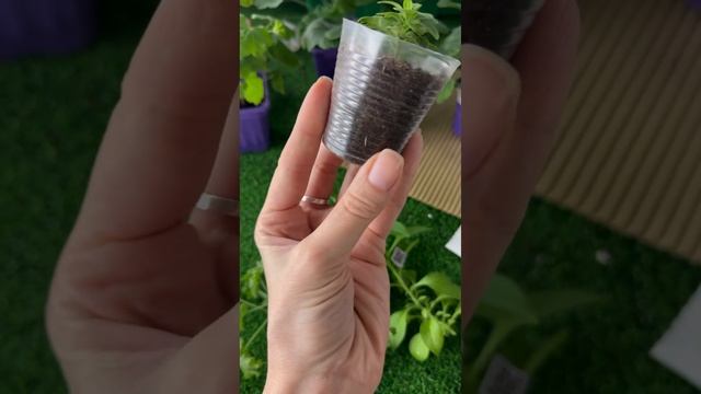 Отправка пеларгонии по России || первая посылка 🤞🏽#ч? смотреть онлайн