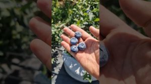 Голубика сорт Калипсо (Calypso)