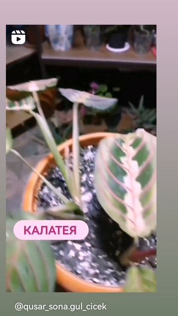 #kalateya#калатея смотреть онлайн