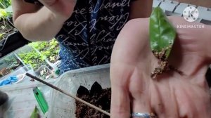 Размножение ЗАМИОКУЛЬКАСа, опыт и советы Надежды