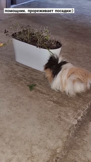 #базилик #комнатный _растения #животные #морская_свинк? смотреть онлайн