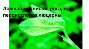 Люцерна  и её болезни