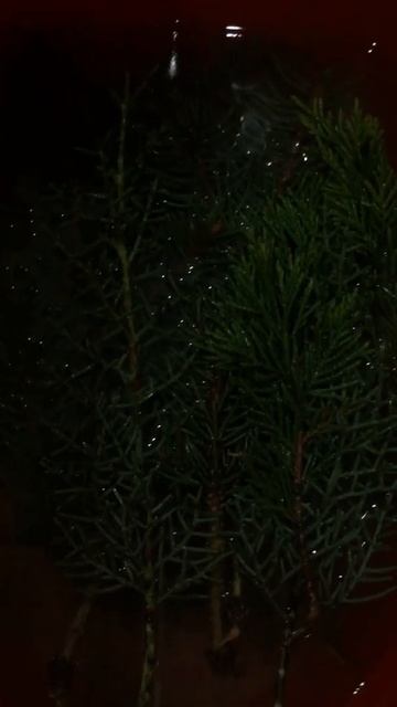 Черенкование ‘’ГОЛУБАЯ ЕЛЬ’’ 3️⃣ЧАСТЬ смотреть онлайн