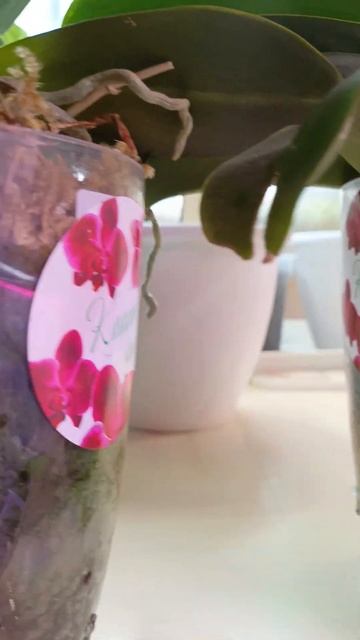 срочно сделайте это с орхидеями и будем вам счастье #о? смотреть онлайн