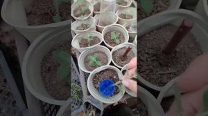 Котовник 8 сортов. Начинаю черенкование.