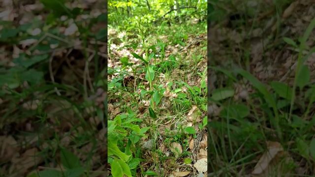 9 юни 2024 г. Главопрашник, Cephalanthera,салеп,дива орхидея. смотреть онлайн