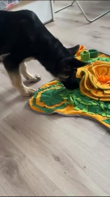 Чем занять маленькую овчарку? Есть же интеллектуальны смотреть онлайн