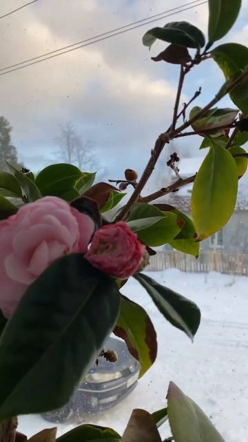 Цветет камелия смотреть онлайн