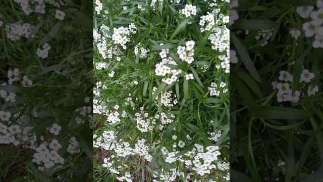 Природа🌿🍃 смотреть онлайн