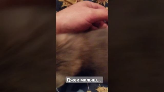 Джек малыш.. смотреть онлайн