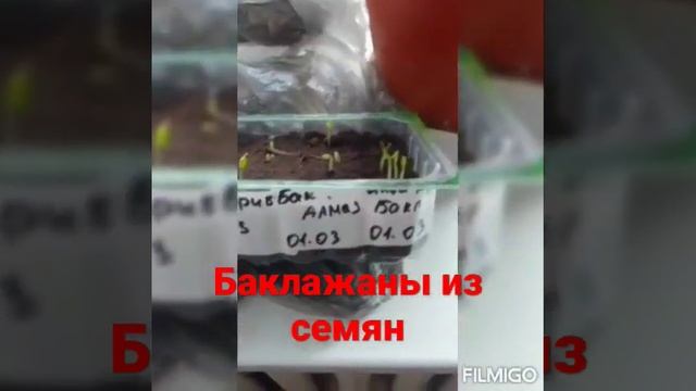 Как выростить баклажаны из семян дома. смотреть онлайн