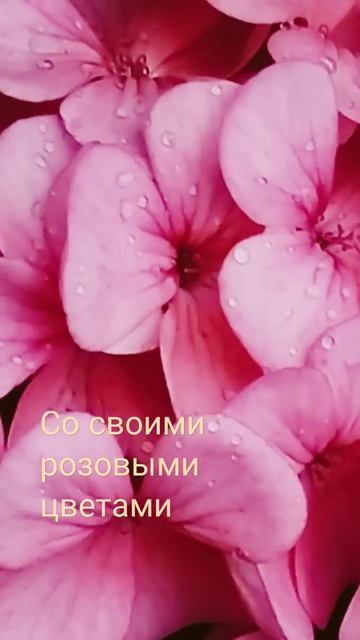 Почему пеларгонию используют в любовной магии? #shorts смотреть онлайн