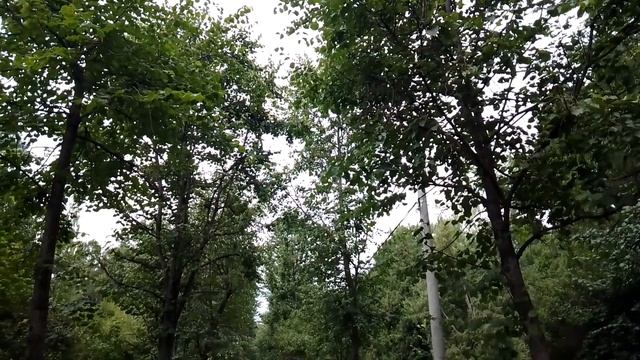 Москва. Парк Сокольники смотреть онлайн