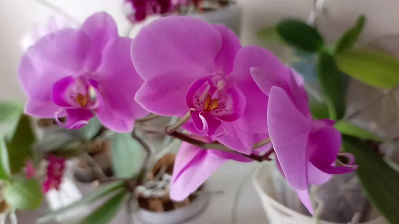 Как чувствуют себя орхидеи после омоложения, простояв в воде 12 дней, омоложение орхидеи, уход смотреть онлайн
