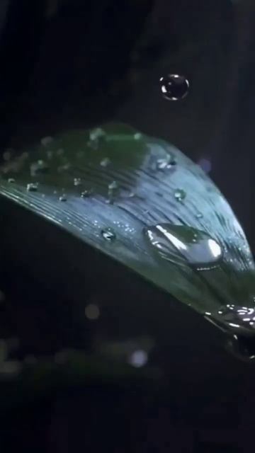 Невероятное Превращение: Как Растет Цветок от Семени ? смотреть онлайн