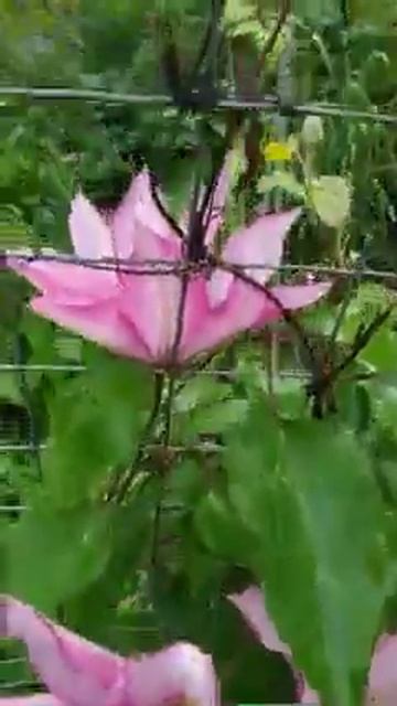 Omoshiro #клематис приватна колекція #Доминичкин_сад #До смотреть онлайн