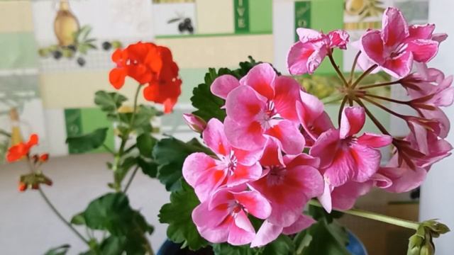 Коктейль для Пышного цветения Пеларгонии Герани смотреть онлайн