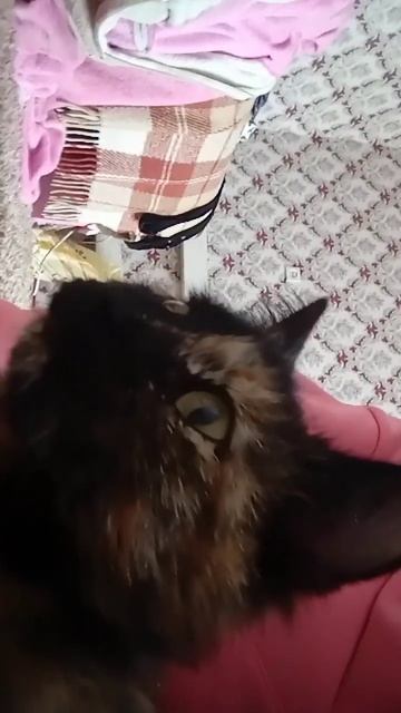 это моя кошка её зовут Мята смотреть онлайн
