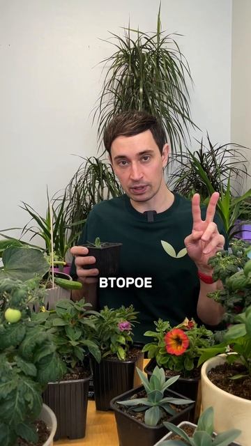 Почему семена эустомы могут не взойти. арт wb: 242497488, арт смотреть онлайн