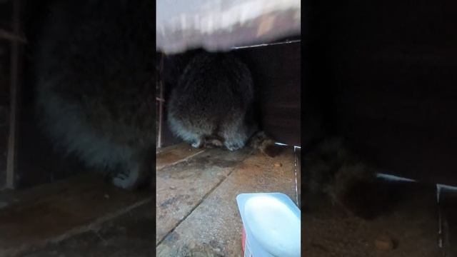 #ямыилюша #енотилюша #жизньпрекрасна #любовь #анапа #raccoon #юмор смотреть онлайн