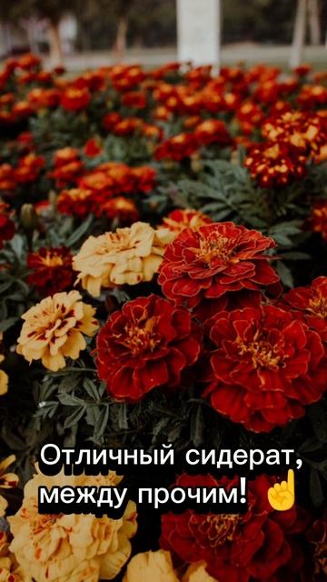 Успеть до снега! #shorts смотреть онлайн