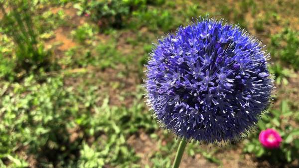 МНОГОЛЕТНИЕ весенне-летние ЛУКОВИЧНЫЕ растения в нашем саду. смотреть онлайн