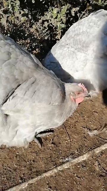 Английский Орпингтон лаванда смотреть онлайн