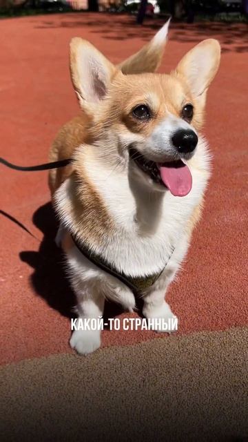 А у вас есть волосатый пузырик? 🐕💚 #длядетей #хочувре смотреть онлайн