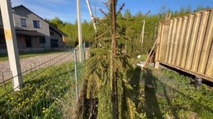 Живая изгородь из ели Инверса (Picea abies Inversa), а так же Гол