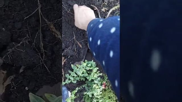 Вегетативные георгины нарастили хорошие корни. смотреть онлайн