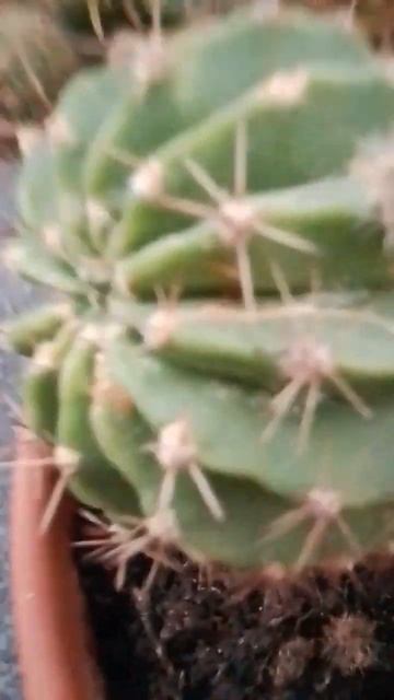 Какатус смотреть онлайн