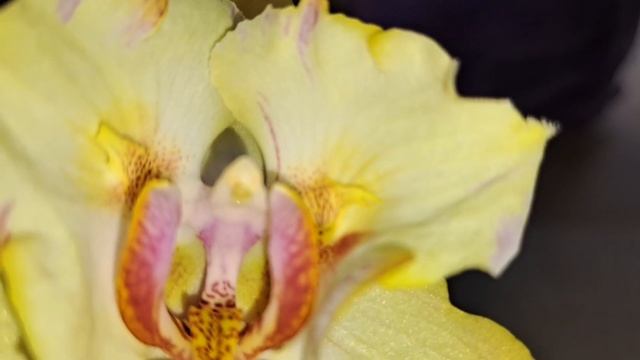 Орхидеи ЦВЕТУТ!!!PF 5053(Фуллер Сансет),Эми и Гуки от садов смотреть онлайн