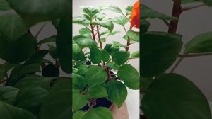 Не цветёт бальзамин, причина простая.