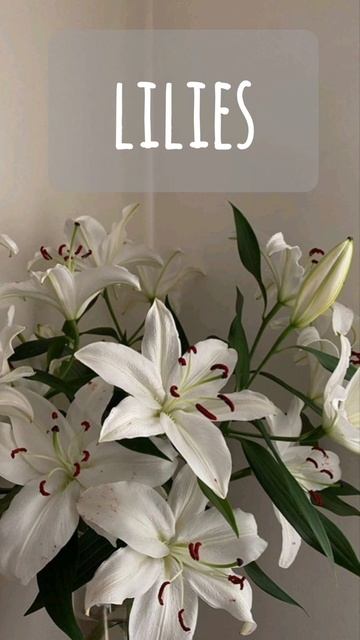 Favorite flowers / любимые цветы #flowers #mood #рек #рекомендации #reco смотреть онлайн