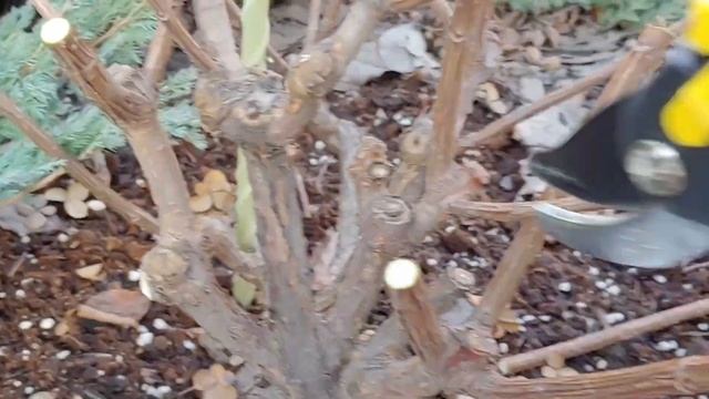 Обрезка СТАРОГО КУСТА метельчатой гортензии Фрайз Ме? смотреть онлайн