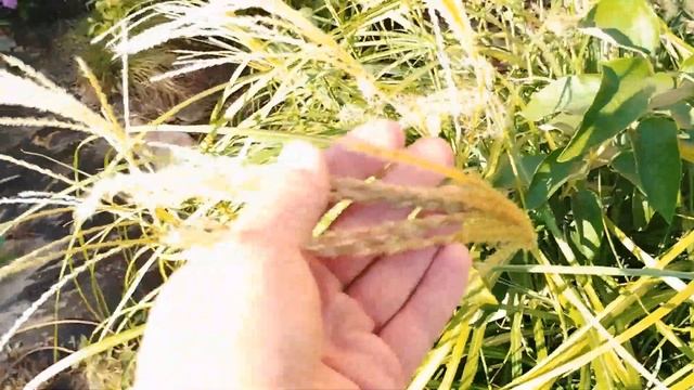 Міскантус Буклє Міскантус Boucle (Miscanthus sinensis Boucle) смотреть онлайн