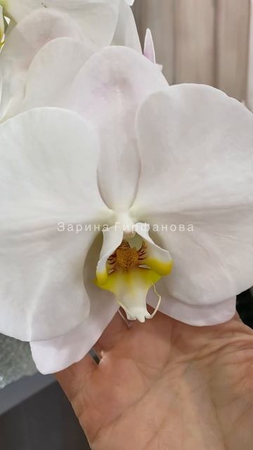 #орхидеи #orchid #цветущиеорхидеи #цветы #орхидея #flowers #со? смотреть онлайн